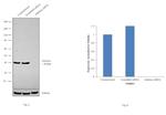 Aldolase A Antibody in Western Blot (WB)