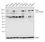 eIF4G Antibody in Western Blot (WB)