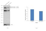 eIF4G Antibody