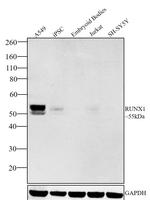 RUNX1 Antibody