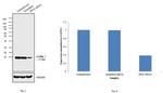 Profilin 1 Antibody in Western Blot (WB)