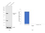 Calcineurin A Antibody