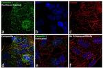 Caveolin 1 Antibody