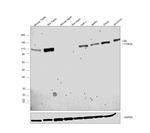 c-Cbl Antibody in Western Blot (WB)