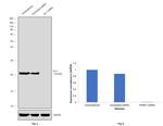 DJ-1 Antibody