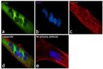 GYS1 Antibody in Immunocytochemistry (ICC/IF)