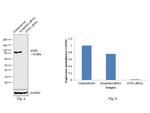 GYS1 Antibody in Western Blot (WB)