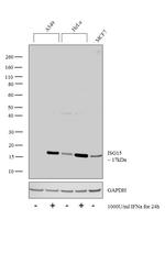 ISG15 Antibody in Western Blot (WB)