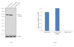 NEDD4 Antibody in Western Blot (WB)