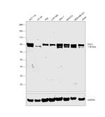 DVL2 Antibody