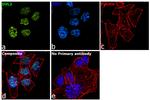 DVL2 Antibody in Immunocytochemistry (ICC/IF)