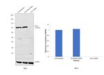 DVL2 Antibody in Western Blot (WB)