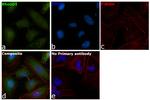 RhoGDI Antibody in Immunocytochemistry (ICC/IF)