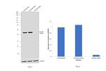 RhoGDI Antibody in Western Blot (WB)