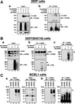 NEDD8 Antibody in Western Blot (WB)