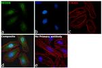 NEDD8 Antibody in Immunocytochemistry (ICC/IF)