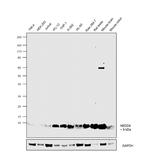 NEDD8 Antibody in Western Blot (WB)