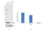 NEDD8 Antibody in Western Blot (WB)