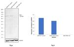 TBK1 Antibody