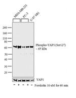 Phospho-YAP1 (Ser127) Antibody