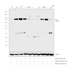 DVL3 Antibody