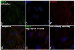 DVL3 Antibody in Immunocytochemistry (ICC/IF)