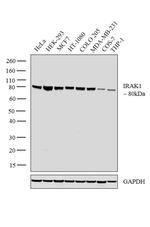 IRAK1 Antibody in Western Blot (WB)