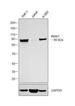 IRAK1 Antibody in Western Blot (WB)