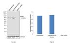 IRAK1 Antibody in Western Blot (WB)