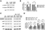 Calpain 2 Antibody in Western Blot (WB)