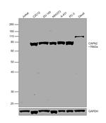 Calpain 2 Antibody in Western Blot (WB)