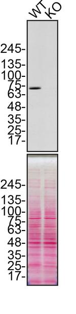 Calpain 2 Antibody in Western Blot (WB)