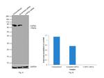 Calpain 2 Antibody in Western Blot (WB)