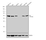 Fyn Antibody in Western Blot (WB)