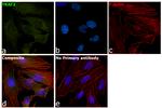 TRAF2 Antibody in Immunocytochemistry (ICC/IF)