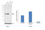 TRAF2 Antibody in Western Blot (WB)