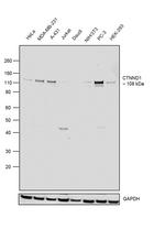 delta Catenin Antibody