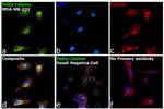 delta Catenin Antibody in Immunocytochemistry (ICC/IF)