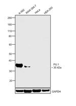 PU.1 Antibody in Western Blot (WB)