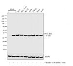 PP2A alpha Antibody