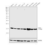 COX4 Antibody in Western Blot (WB)