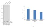 COX4 Antibody in Western Blot (WB)