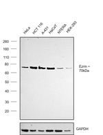 Ezrin Antibody