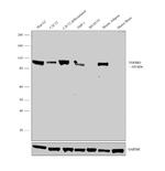 TGFBR3 Antibody