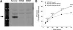 CK1 alpha Antibody in Western Blot (WB)