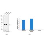 CK1 alpha Antibody in Western Blot (WB)