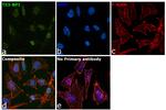 53BP1 Antibody in Immunocytochemistry (ICC/IF)