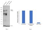 53BP1 Antibody in Western Blot (WB)