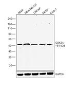 GSK3 alpha Antibody in Western Blot (WB)