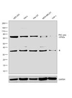 PKC zeta Antibody in Western Blot (WB)